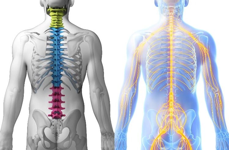 背骨と脊髄神経