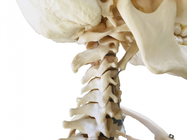 骨格モデルの頸椎部分