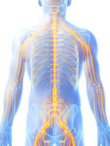 背骨から出る神経