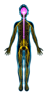 全身の神経
